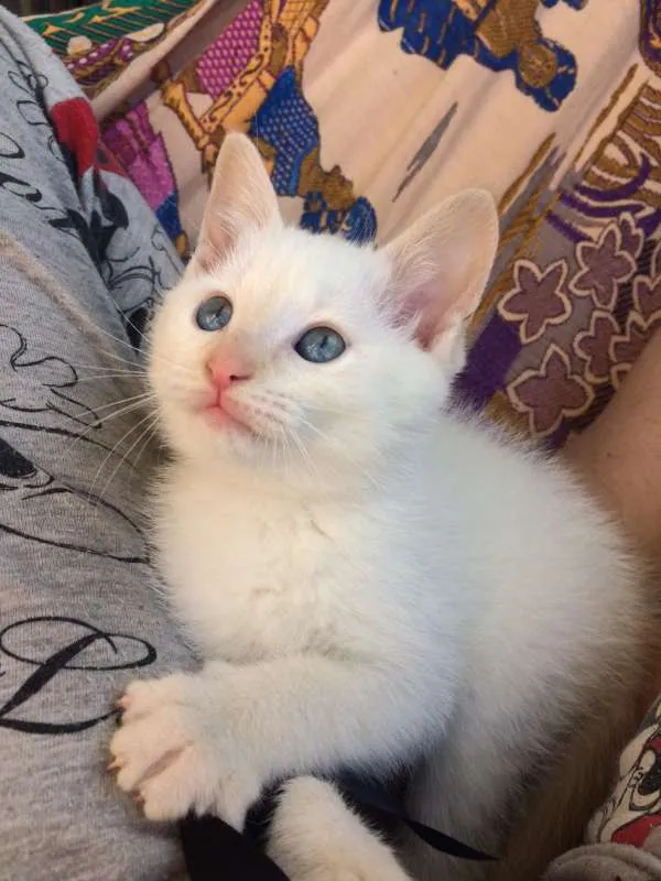 Gato ra a SRD idade 2 a 6 meses nome Léia e Rey