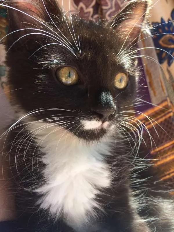 Gato ra a SRD idade 2 a 6 meses nome Léia e Rey