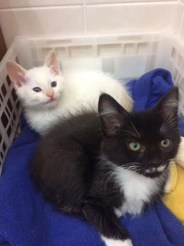 Gato ra a SRD idade 2 a 6 meses nome Léia e Rey