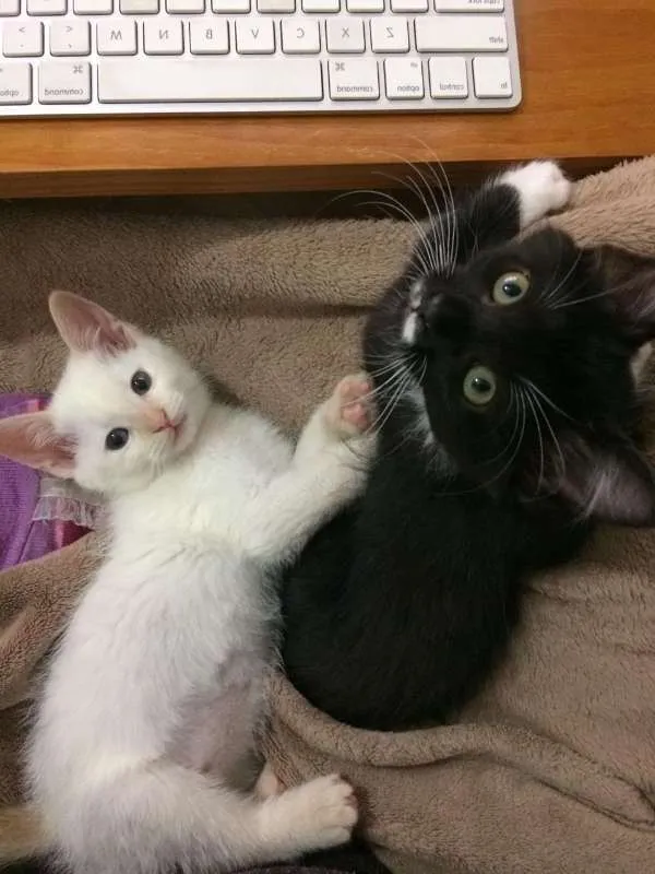 Gato ra a SRD idade 2 a 6 meses nome Léia e Rey