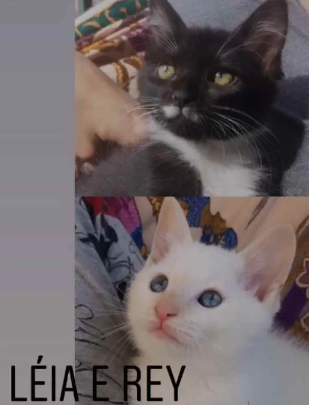 Gato ra a SRD idade 2 a 6 meses nome Léia e Rey