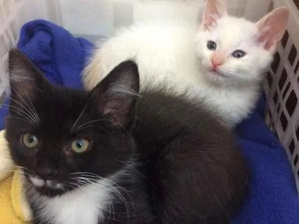Gato ra a SRD idade 2 a 6 meses nome Léia e Rey