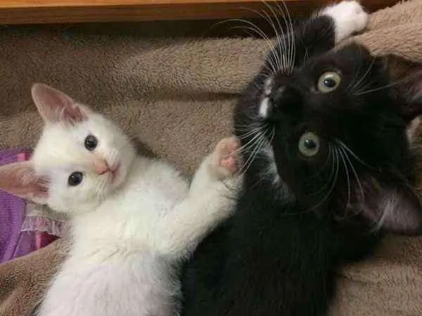 Gato ra a SRD idade 2 a 6 meses nome Léia e Rey