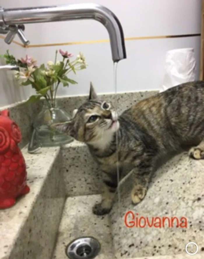 Gato ra a sem raça definida idade 2 a 6 meses nome Giovanna