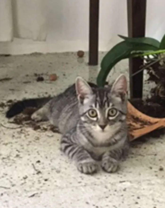 Gato ra a sem raça definida idade 2 a 6 meses nome Lucas