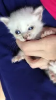 Gatinha blue eyes