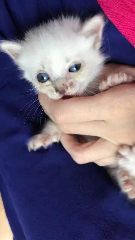 Gato raça sem raça idade 2 a 6 meses nome Gatinha blue eyes