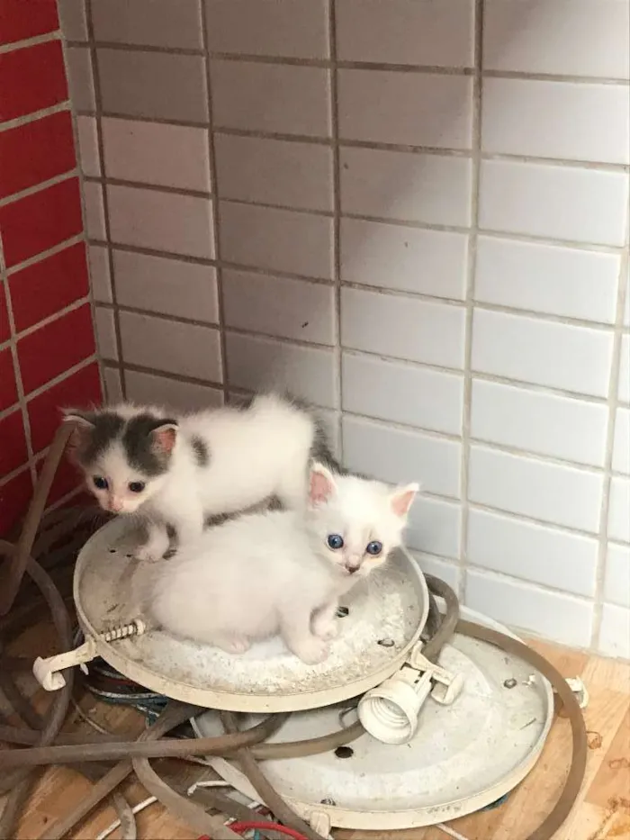 Gato raça sem raça idade 2 a 6 meses nome Gatinha blue eyes