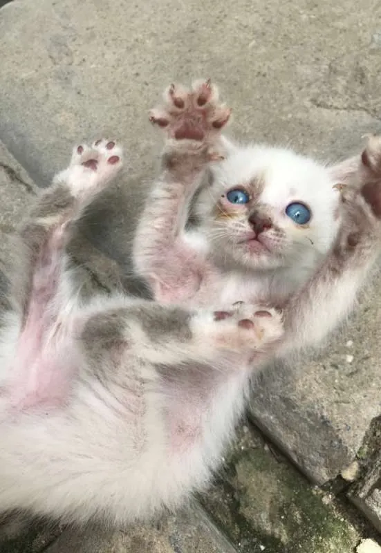 Gato raça sem raça idade 2 a 6 meses nome Gatinha blue eyes