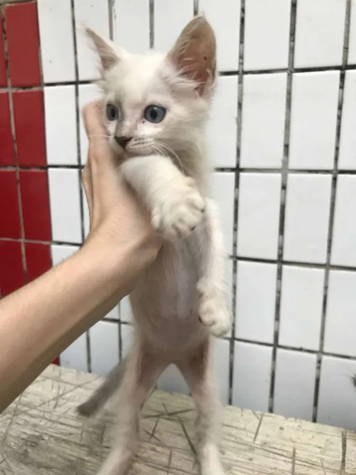 Gato raça sem raça idade 2 a 6 meses nome Gatinha blue eyes