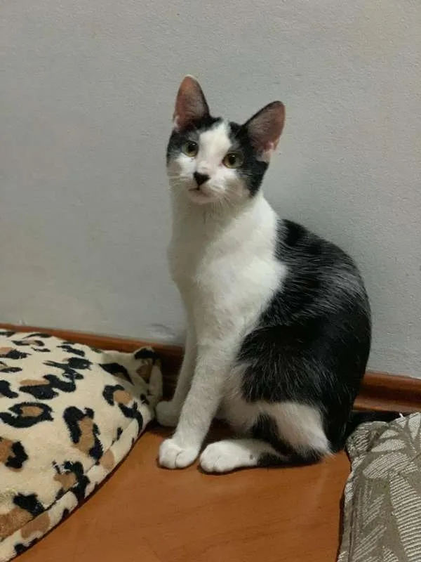 Cachorro ra a SRD idade 2 a 6 meses nome Mabel