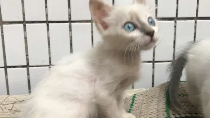 Gato raça sem raça idade 2 a 6 meses nome Gatinha blue eyes