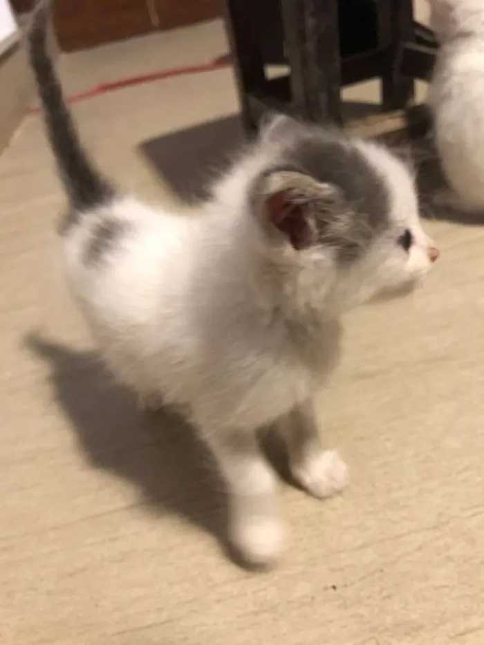 Gato raça sem raça idade 2 a 6 meses nome Malhadinha 