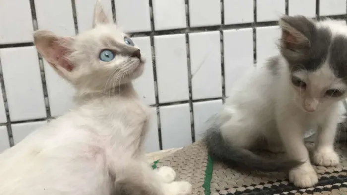 Gato raça sem raça idade 2 a 6 meses nome Malhadinha 