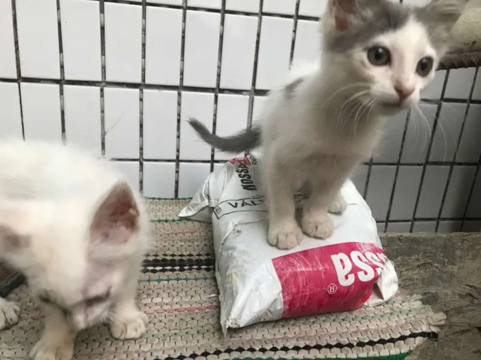 Gato raça sem raça idade 2 a 6 meses nome Malhadinha 