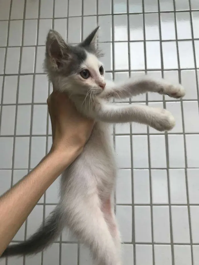 Gato raça sem raça idade 2 a 6 meses nome Malhadinha 