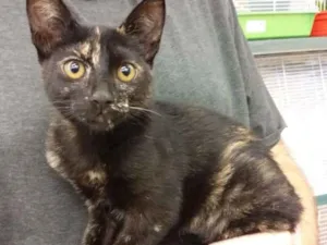 Gato raça SRD idade 2 a 6 meses nome Monica