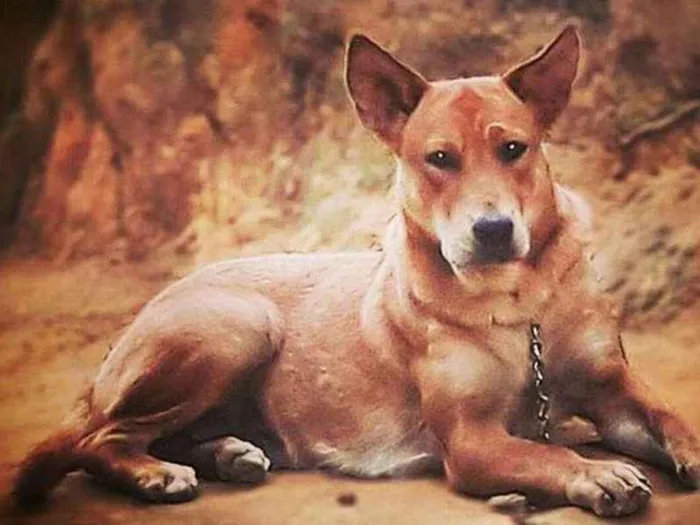 Cachorro raça Labrador com chow chow idade 2 anos nome Meg