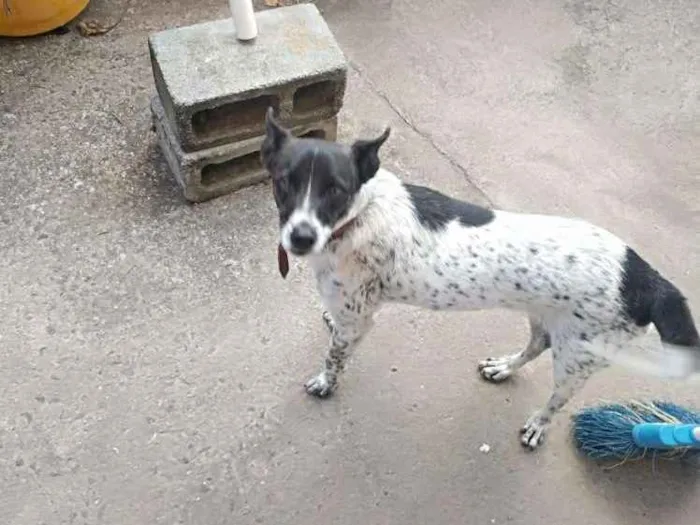 Cachorro ra a Vira lata idade 2 anos nome Beethoven