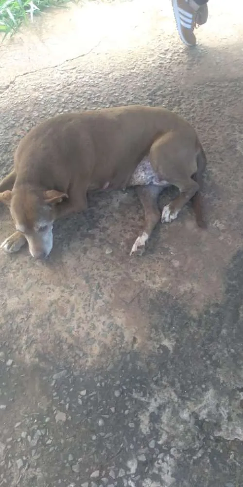 Cachorro ra a Pit Bull idade 6 ou mais anos nome Nina