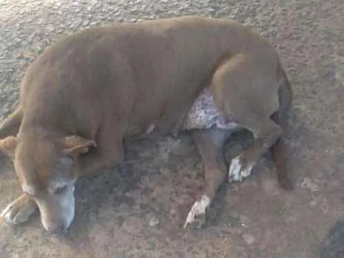 Cachorro ra a Pit Bull idade 6 ou mais anos nome Nina