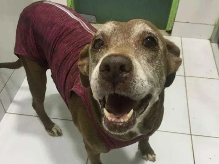 Cachorro ra a Pit Bull idade 6 ou mais anos nome Nina