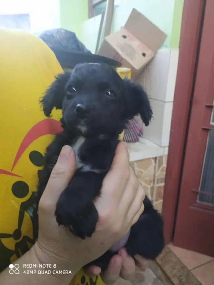 Cachorro ra a Viralata com ascendencia em po idade Abaixo de 2 meses nome Cesy