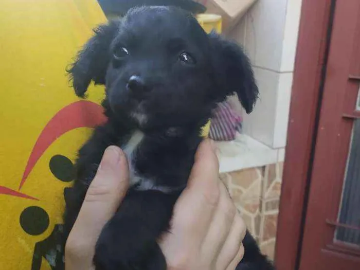 Cachorro ra a Viralata com ascendencia em po idade Abaixo de 2 meses nome Cesy