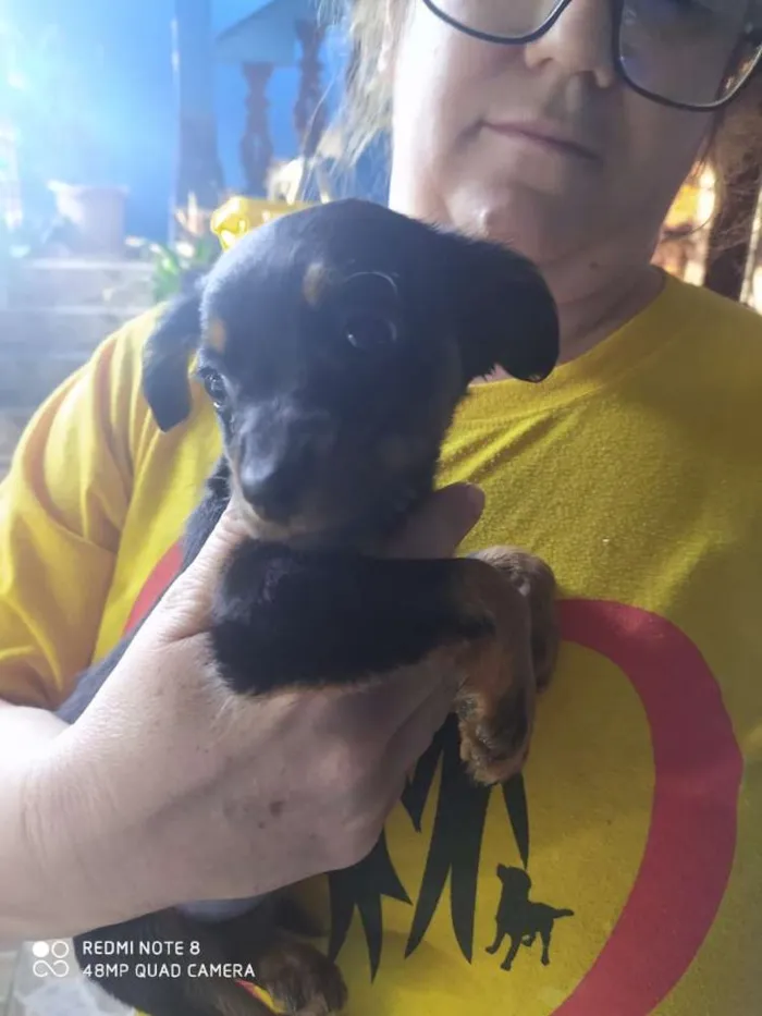 Cachorro ra a Viralata com ascendencia em po idade Abaixo de 2 meses nome Monica