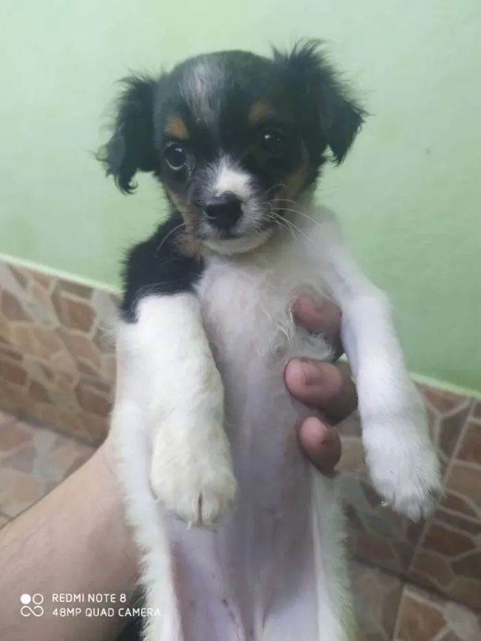 Cachorro ra a Viralata com ascendencia em po idade Abaixo de 2 meses nome Cristal