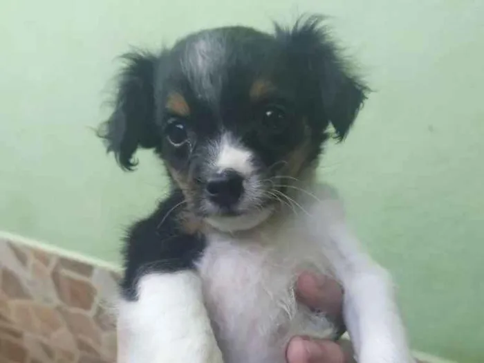 Cachorro ra a Viralata com ascendencia em po idade Abaixo de 2 meses nome Cristal