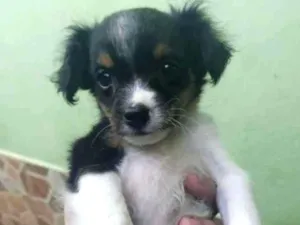 Cachorro raça Viralata com ascendencia em po idade Abaixo de 2 meses nome Cristal