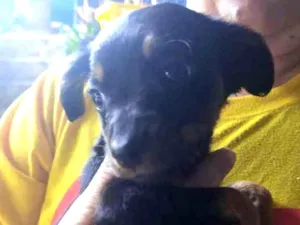 Cachorro raça Viralata com ascendencia em po idade Abaixo de 2 meses nome Monica