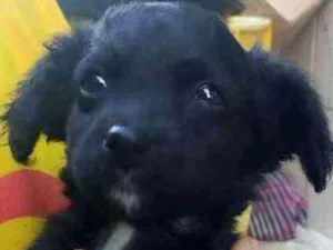 Cachorro raça Viralata com ascendencia em po idade Abaixo de 2 meses nome Cesy
