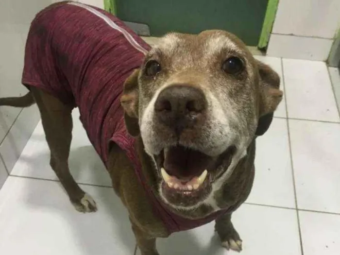 Cachorro ra a Pit Bull idade 6 ou mais anos nome Nina