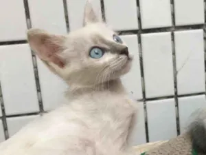Gato raça sem raça idade 2 a 6 meses nome Malhadinha 