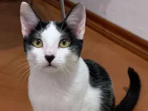 Cachorro raça SRD idade 2 a 6 meses nome Mabel