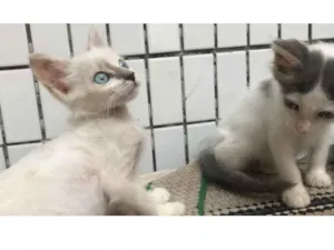 Gato raça sem raça idade 2 a 6 meses nome Gatinha blue eyes