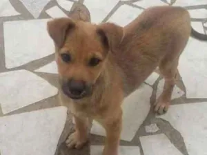 Cachorro raça Vira lata idade 2 a 6 meses nome Florita