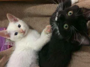 Gato raça SRD idade 2 a 6 meses nome Léia e Rey