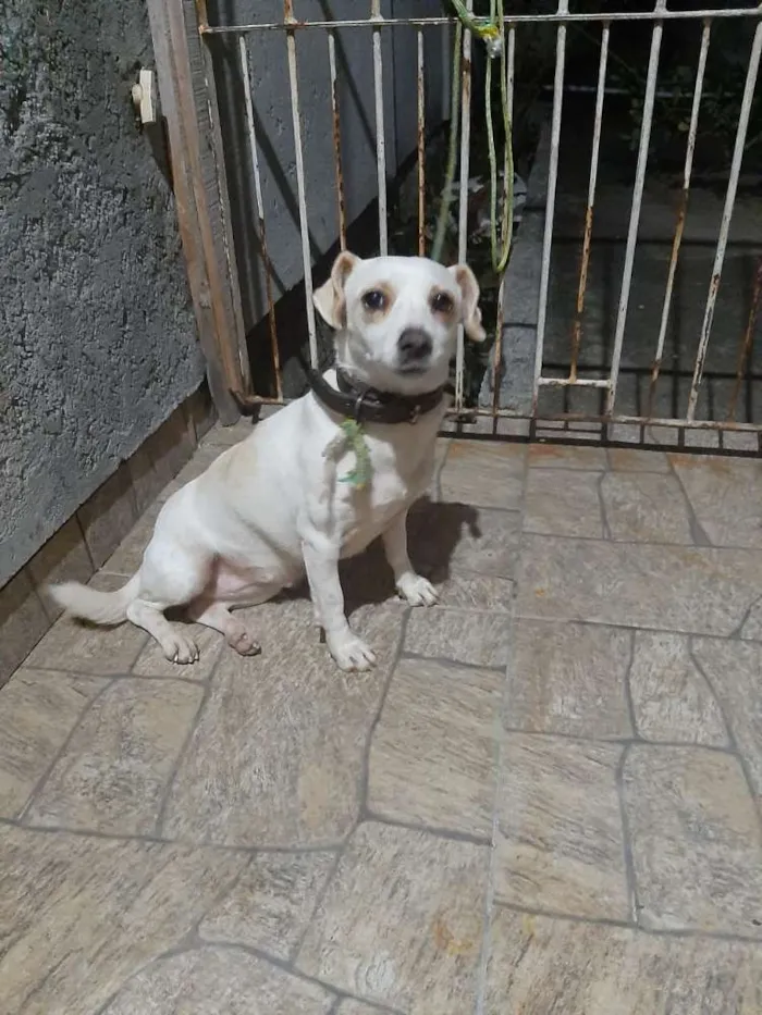 Cachorro ra a Vira-lata idade  nome Pituca 