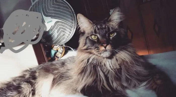 Gato ra a Maine Coon idade 4 anos nome Darth