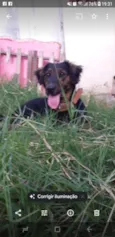 Pipoca