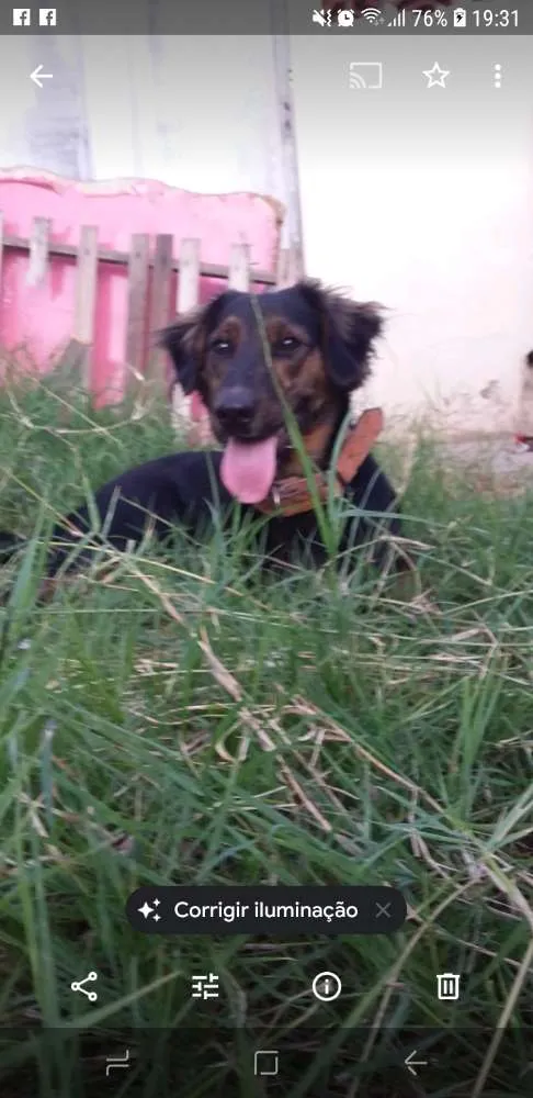 Cachorro raça Viralata idade 7 a 11 meses nome Pipoca