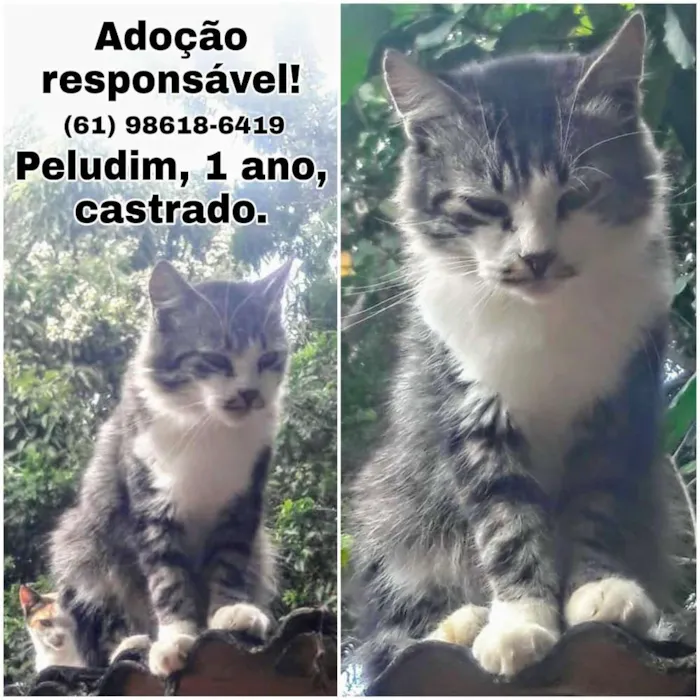 Gato ra a SRD idade 7 a 11 meses nome Branco