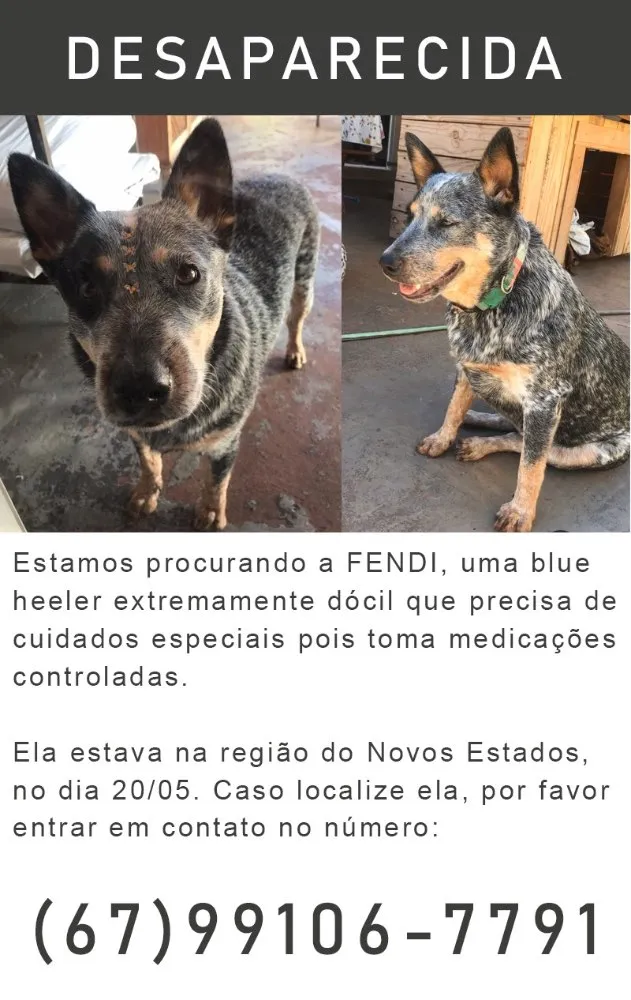 Cachorro ra a  Blue Heeler  idade 1 ano nome Fendi