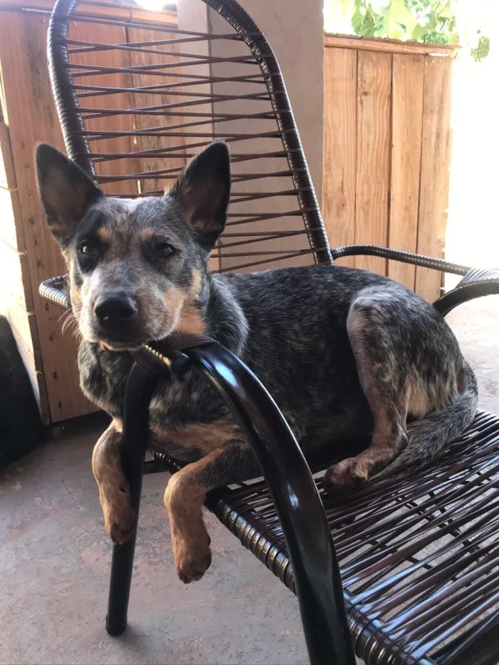 Cachorro ra a  Blue Heeler  idade 1 ano nome Fendi