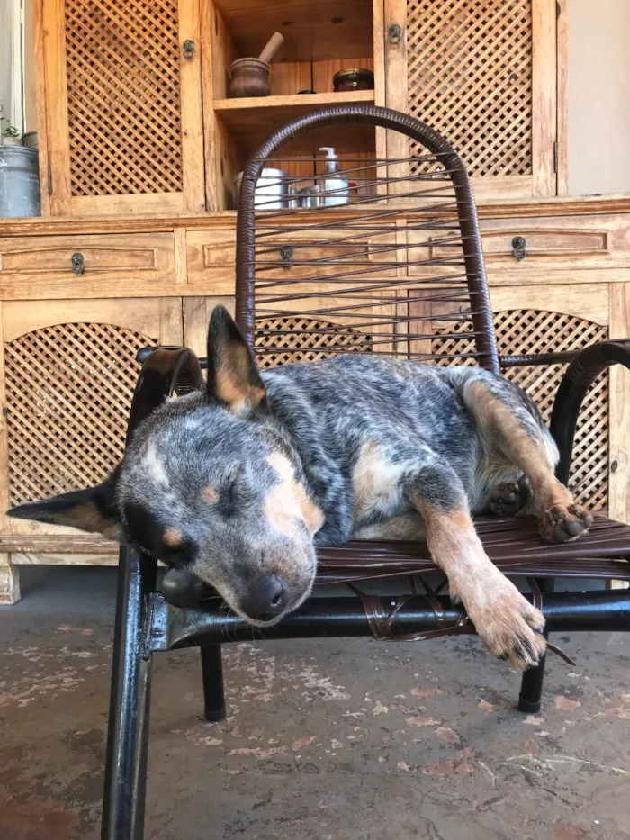 Cachorro ra a  Blue Heeler  idade 1 ano nome Fendi