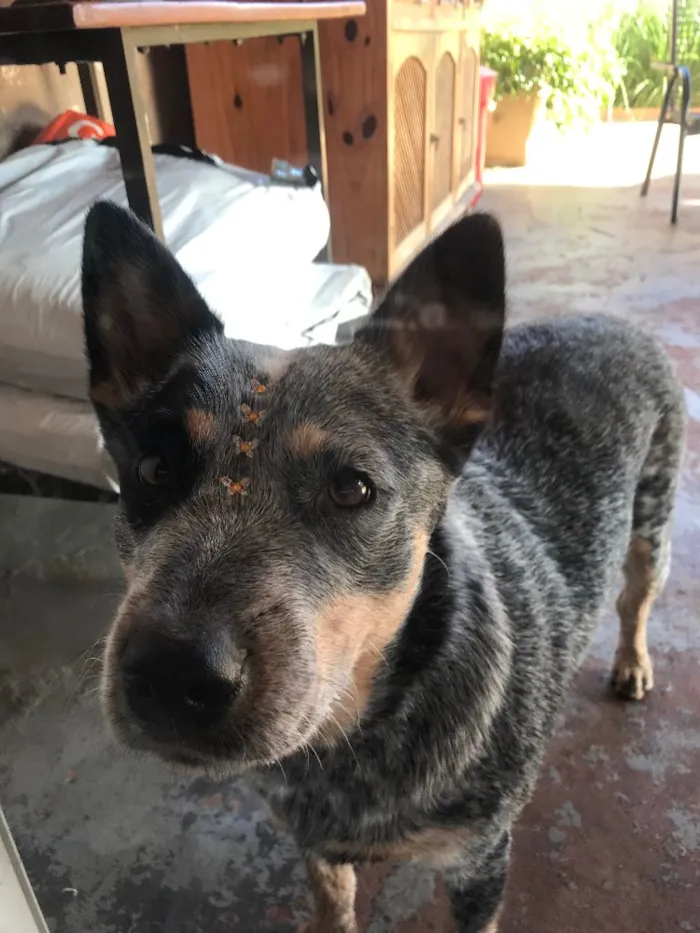 Cachorro ra a  Blue Heeler  idade 1 ano nome Fendi