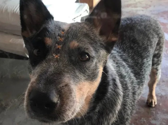 Cachorro ra a  Blue Heeler  idade 1 ano nome Fendi